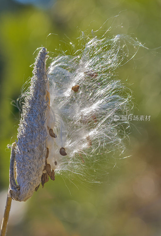 Asclepias speciosa是马利筋的一种，通常被称为艳丽的马利筋。它原产于北美西部。心皮和种子。加州约塞米蒂国家公园。夹竹桃科。